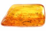 mm Detailed Fossil Termite (Isoptera) In Baltic Amber #73358-1